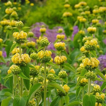 Yellow Phlomis Russeliana Flower Seeds – Heirloom, Non-GMO, High Germination Organic Garden Seeds for Planting