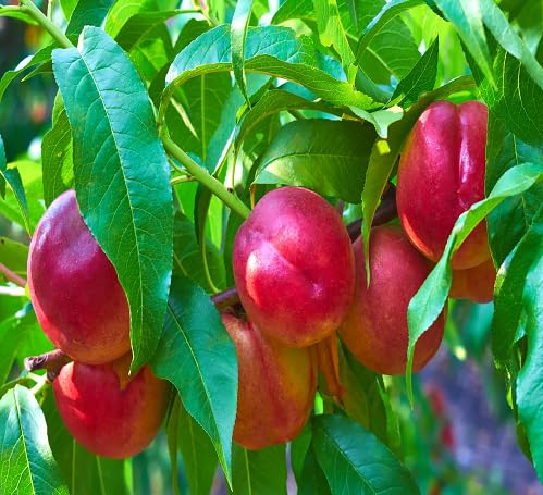 Nectarine Seeds – Heirloom, Non-GMO, High Germination Organic Garden Seeds