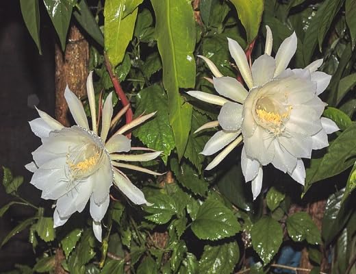 White Epiphyllum Flower Seeds Heirloom Non-GMO High Germination Organic Garden Seeds for Planting