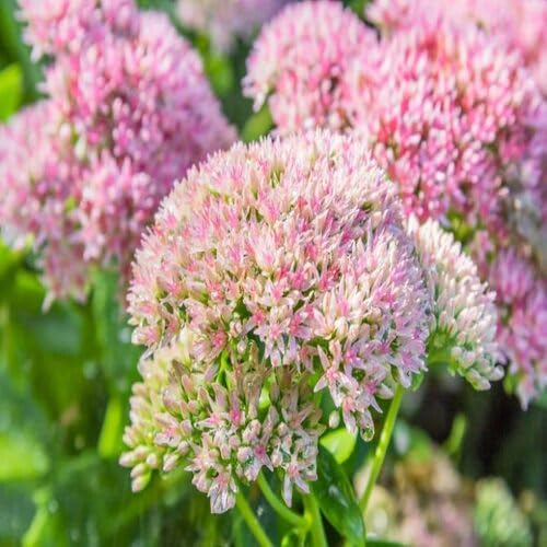 Pink Sedum Flower Seeds for Planting – Heirloom, Non-GMO, High Germination Organic Garden Seeds