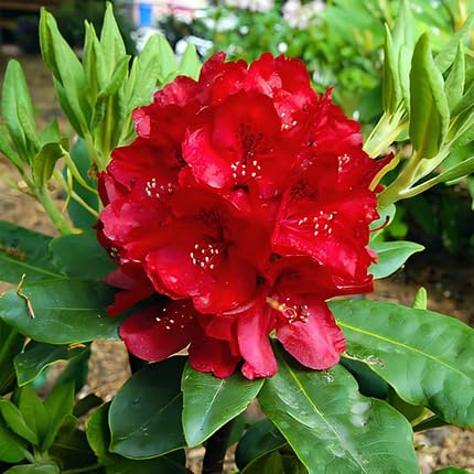 Red Rhododendron Flower Seeds for Planting – Heirloom Non-GMO High Germination Organic Garden Seeds