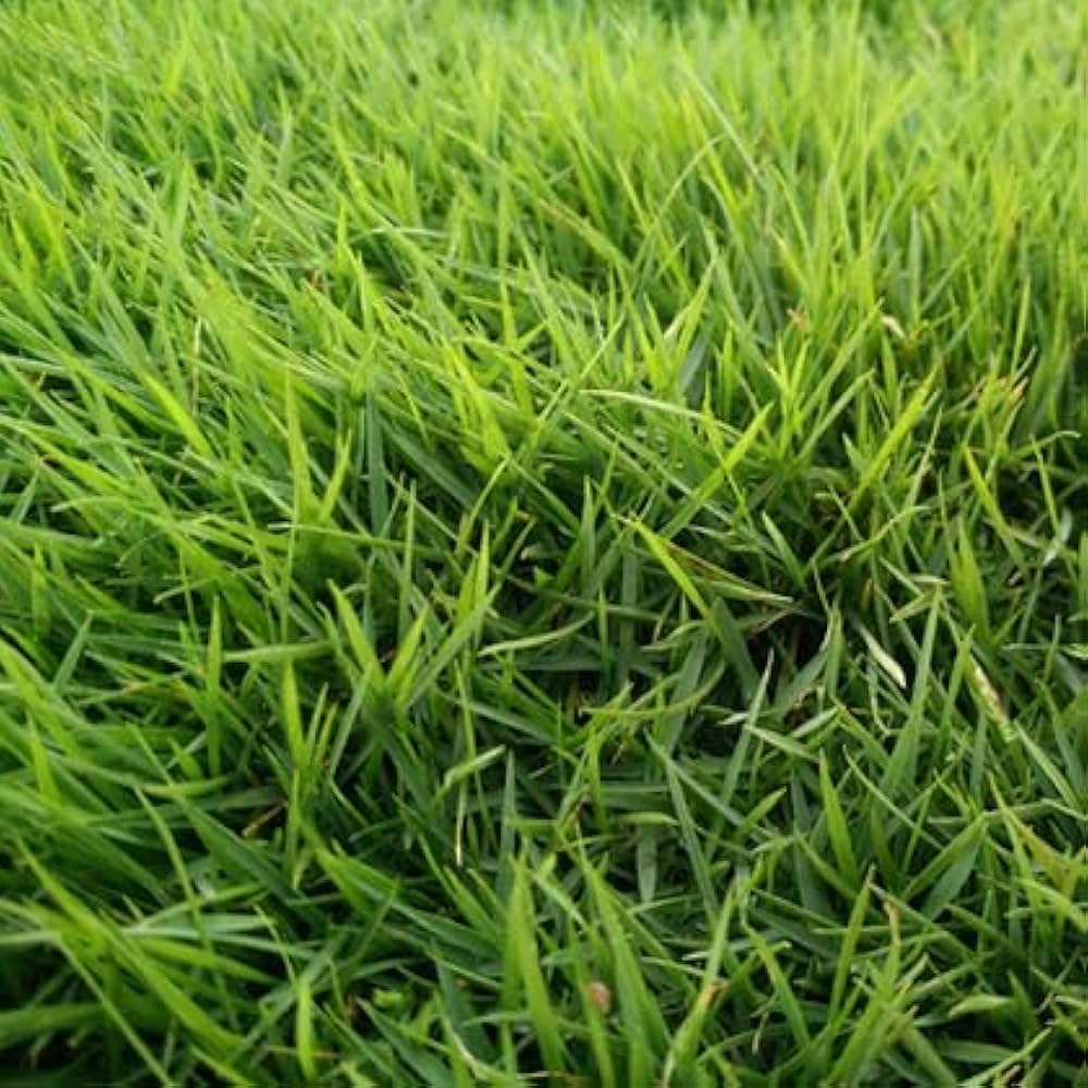zoysia grass zoysia spp