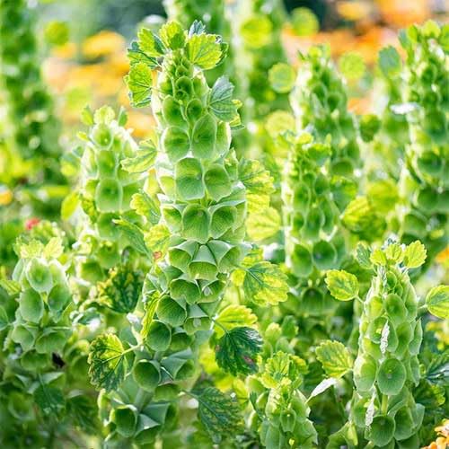 green moluccella flower seeds