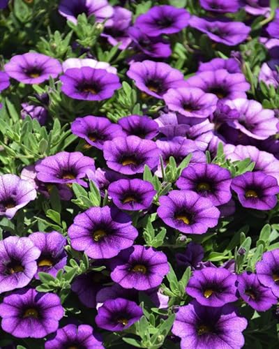 Purple Calibrachoa Flower Seeds for Planting Heirloom Non-GMO High Germination Organic Garden Seeds