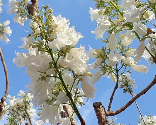 White Jacaranda Flower Seeds Heirloom Non-GMO High Germination Organic Garden Seeds for Planting
