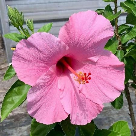 Semillas de flor de hibisco rosa – Hereditarias, sin OMG, semillas de alta germinación para plantar