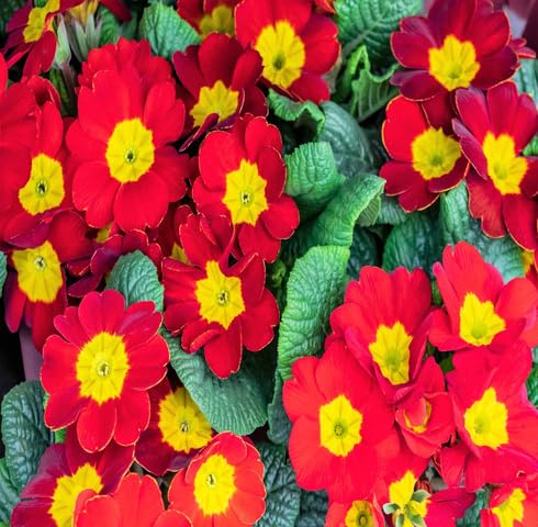 Red Primula Flower Seeds Heirloom Non-GMO High Germination Organic Garden Seeds for Planting