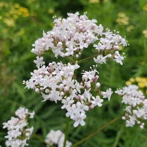 Valerian Flower Seeds for Planting – Heirloom, Non-GMO, High Germination