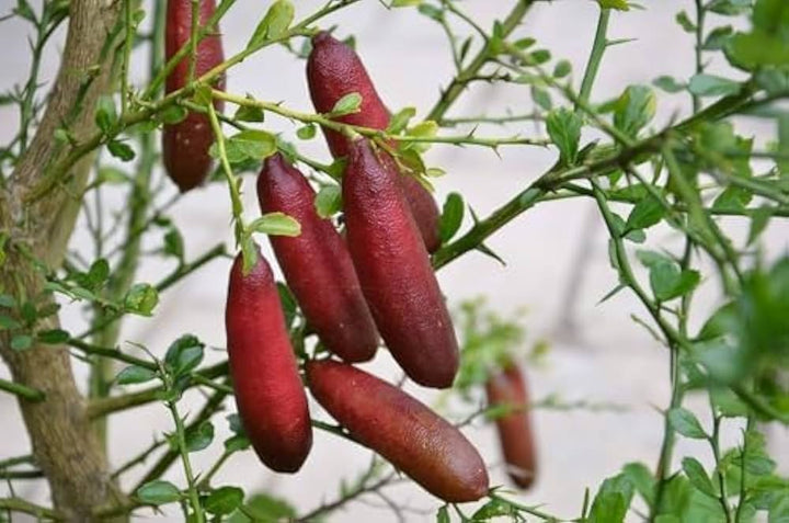 finger lime flower seeds