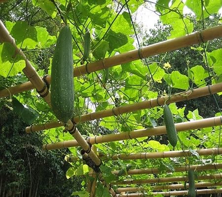 Luffa Gourd Seeds – Heirloom, Non-GMO, High Germination Organic Garden Seeds Planting