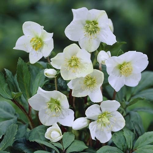White Helleborus Flower Seeds Heirloom Non-GMO High Germination Organic Garden Seeds for Planting