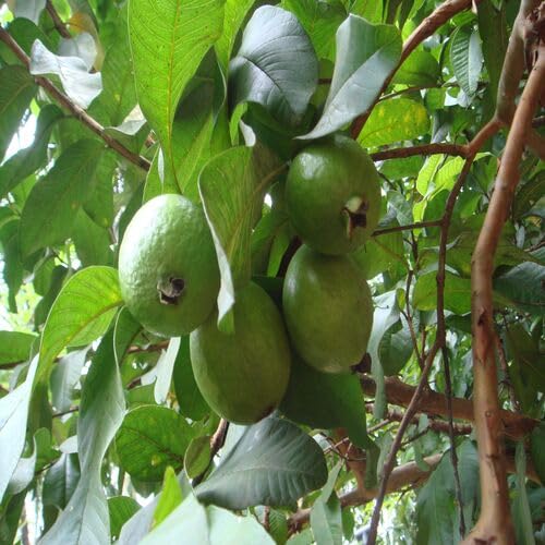 Green Guava Seeds – Heirloom, Non-GMO, High Germination Organic Garden Seeds