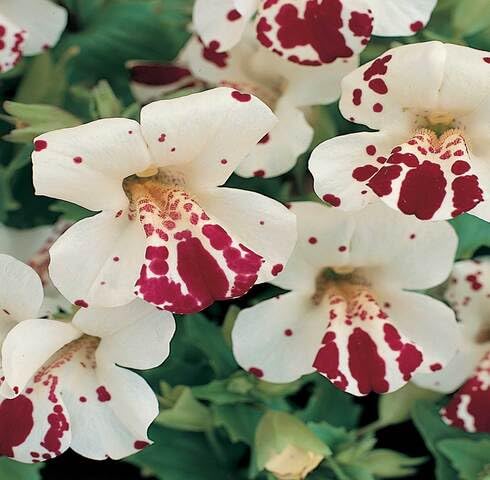 White Mimulus Tigrinus Flower Seeds Heirloom Non-GMO High Germination Organic Garden Seeds