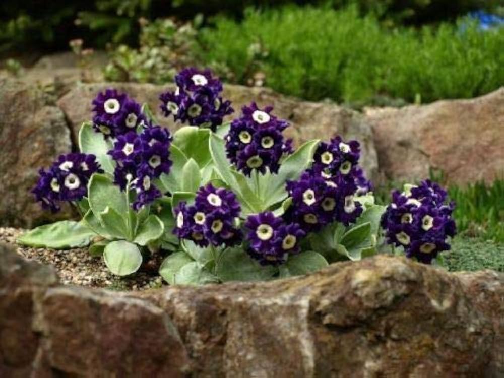 primrose primula flower seeds