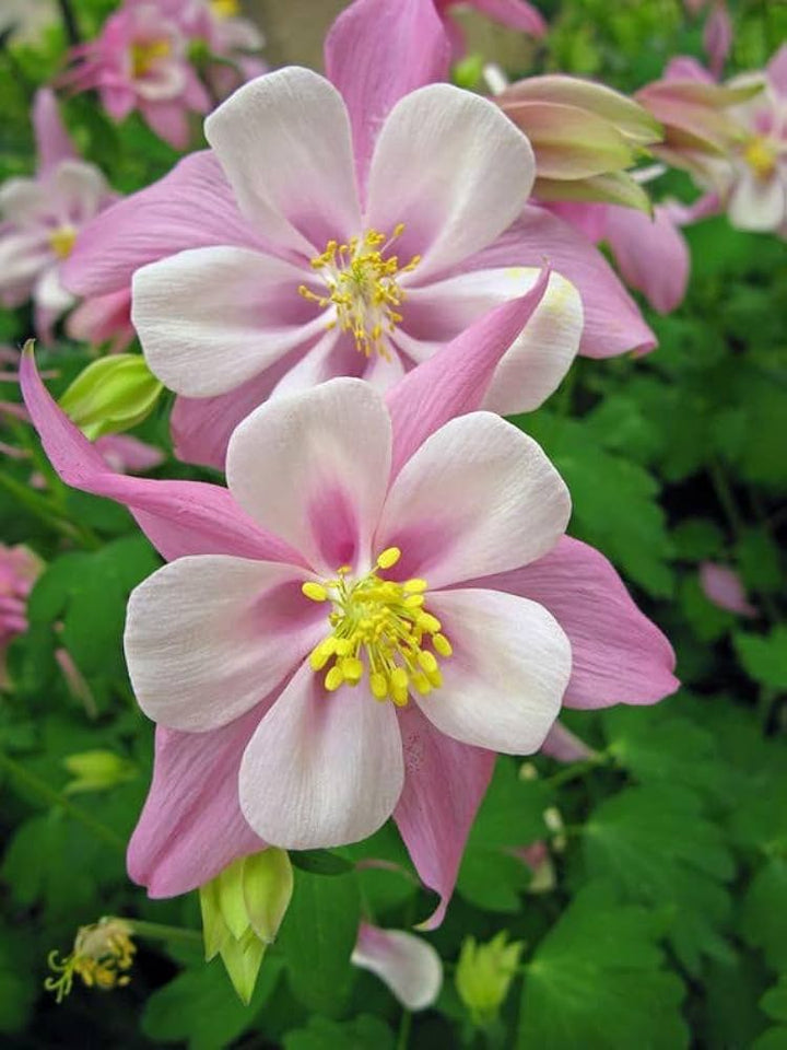 Aquilegia Flower Seeds Pink for Planting – Heirloom Non-GMO High Germination Organic Seeds