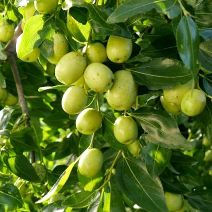 Green Ziziphus Plant Seeds – Heirloom, Non-GMO, High Germination Seeds