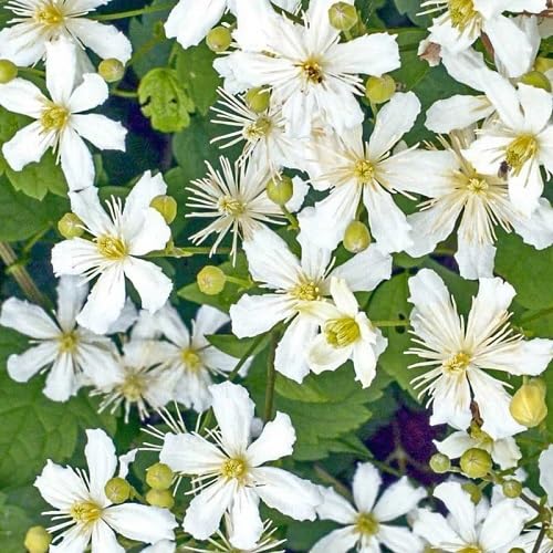 White Clematis Potanini Flower Seeds – Heirloom, Non-GMO, High Germination Organic Garden Seeds for Planting