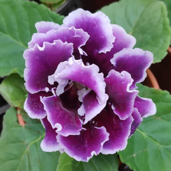 Voilet White Gloxinia Flower Seeds – Heirloom, Non-GMO, High Germination Organic Garden Seeds