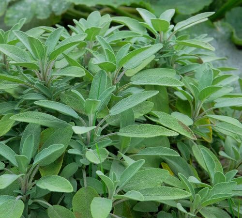 Green Sage Plant Seeds Heirloom Non-GMO High Germination Organic Garden Seeds for Planting