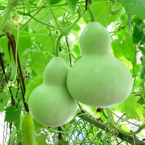 Green Calabash Seeds – Heirloom, Non-GMO, High Germination Organic Garden Seeds Planting