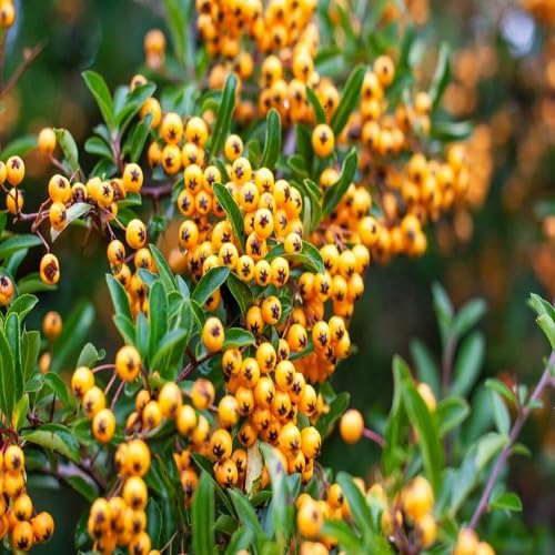 Pyracantha Seeds – Heirloom, Non-GMO, High Germination Organic Garden Seeds