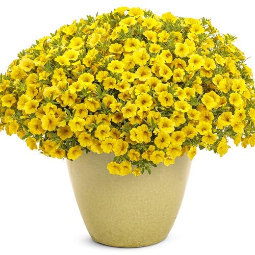 Yellow Calibrocha Flower Seeds – Heirloom, Non-GMO, High Germination Organic Seeds