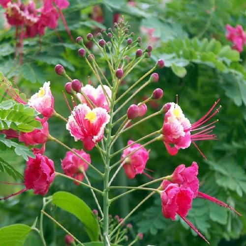 Pinke Poinciana Blumensamen – Alte Sorte, gentechnikfrei, hohe Keimfähigkeit, Bio-Gartensamen zum Pflanzen