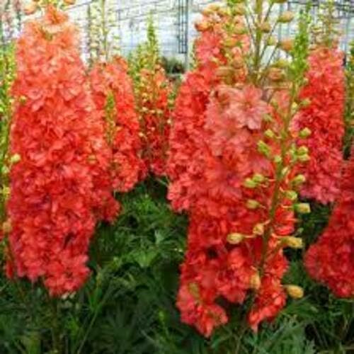 Rote Delphinium-Blumensamen zum Pflanzen – Erbstück, gentechnikfrei, hohe Keimrate Bio-Gartensamen