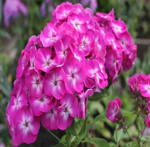 Pink Phlox Flower Seeds – Heirloom Non-GMO High Germination Organic Garden Seeds for Planting