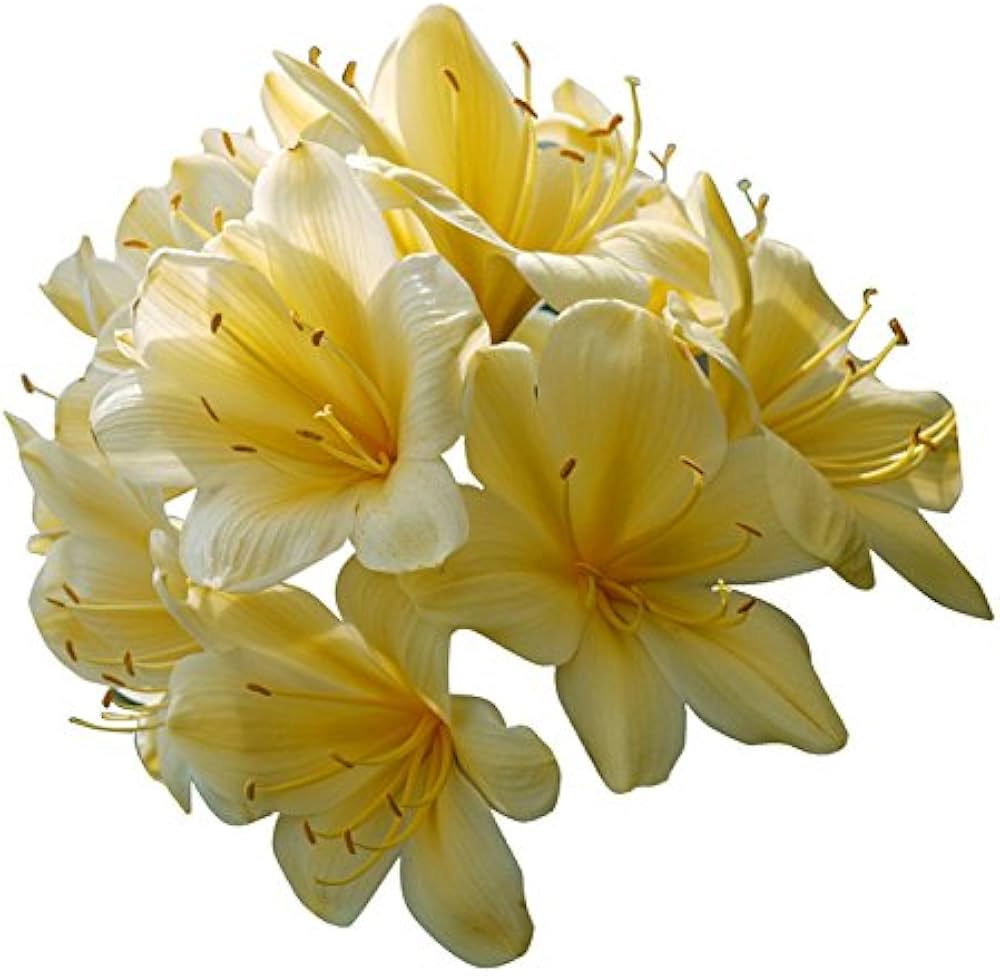 clivia rare flower seeds