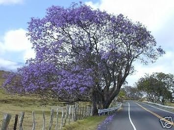 purplejacarandaflowerheirloomnongmo flower seeds