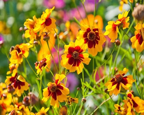 Mixed Coreopsis Flower Seeds – Heirloom, Non-GMO, High Germination Organic Garden Seeds for Planting