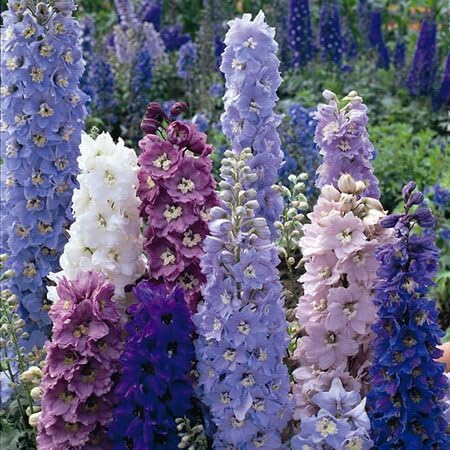 Mixed Delphinium Flower Seeds – Heirloom, Non-GMO, High Germination Organic Garden Seeds for Planting