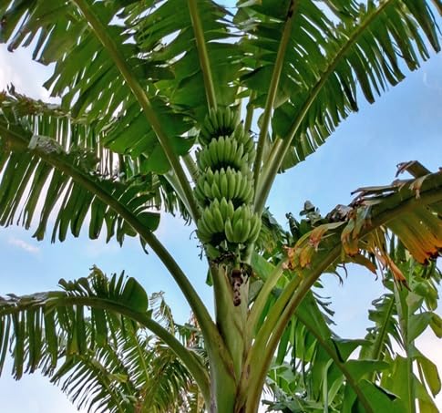 Banana Tree Seeds – Heirloom, Non-GMO, High Germination Organic Garden Seeds