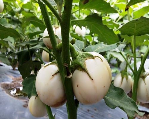 Brinjal Seeds – Heirloom, Non-GMO, High Germination Organic Garden Seeds Planting
