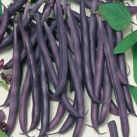 Purple Bean Seeds – Heirloom, Non-GMO, High Germination Organic Garden Seeds Planting