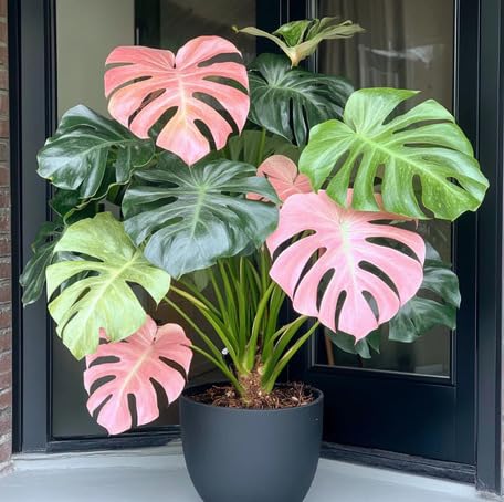 mixed monstera flower seeds