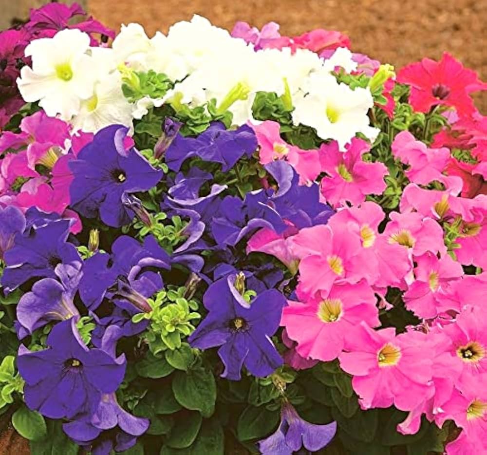 petunia for flower seeds
