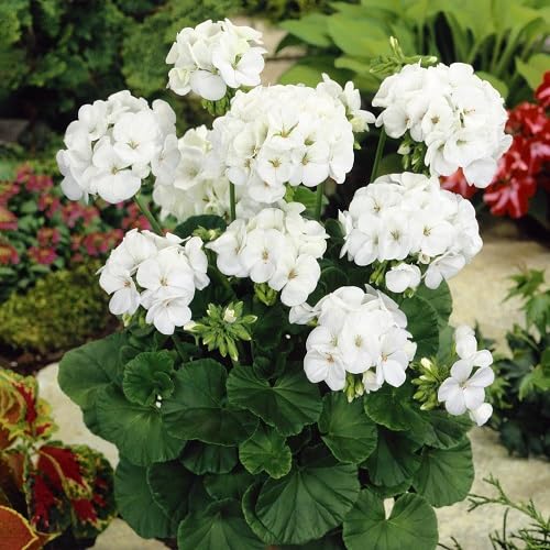 Geranium Flower Seeds White Heirloom Non-GMO High Germination Organic Garden Seeds for Planting