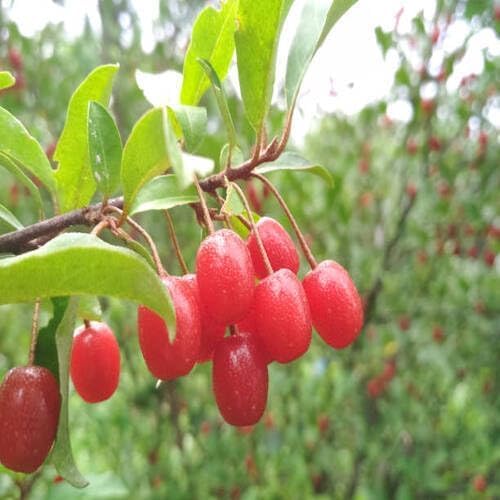 Red Goumi Berry Seeds – Heirloom, Non-GMO, High Germination Organic Garden Seeds