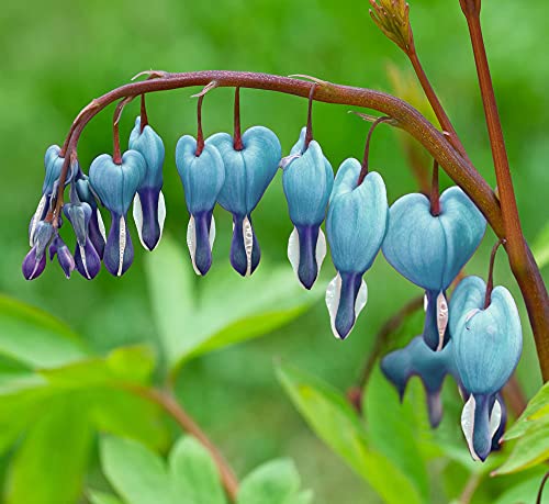 Sky Blue Dicentra Flower Seeds – Heirloom Non-GMO High Germination Seeds