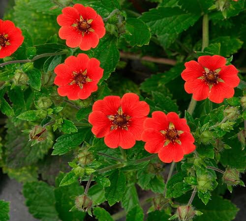 Red Cinquefoil Flower Seeds – Heirloom, Non-GMO, High Germination Organic Garden Seeds for Planting