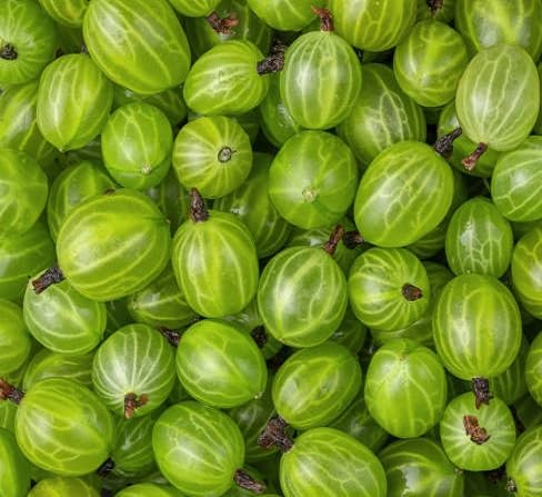 Gooseberry Fruit Seeds Green – Heirloom, Non-GMO, High Germination Organic Garden Seeds