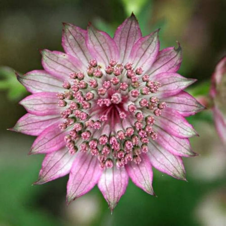 Pink Masterwort Flower Seeds – Heirloom, Non-GMO, High Germination Seeds