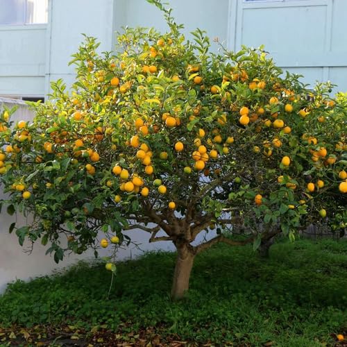 Eureka Lemon Tree Seeds – Heirloom, Non-GMO, High Germination Organic Garden Seeds