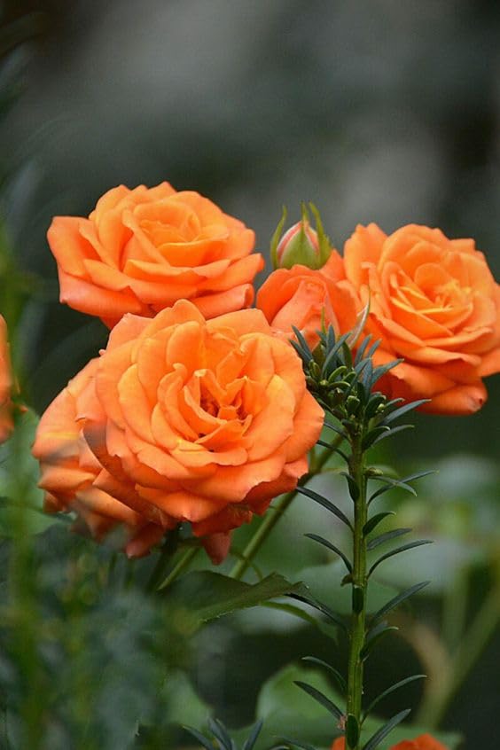 Giant Orange Rose Flower Seeds for Planting – Heirloom Non-GMO Seeds