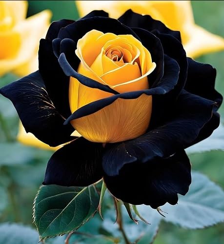 Black Yellow Rose Flower Seeds for Planting – Heirloom Non-GMO High Germination Organic Garden Seeds