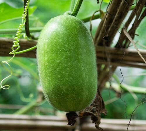 Wax Gourd Green Seeds – Heirloom Non-GMO High Germination Organic Garden Seeds for Planting
