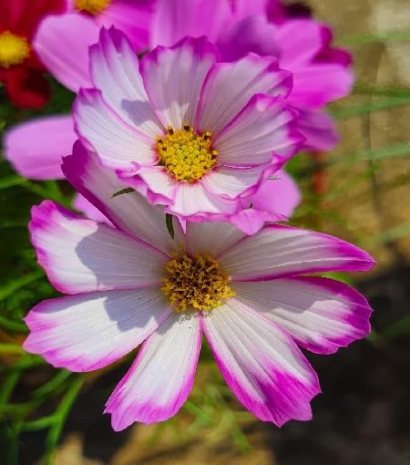 pinkwhitecosmosflowerheirloomnongmo flower seeds