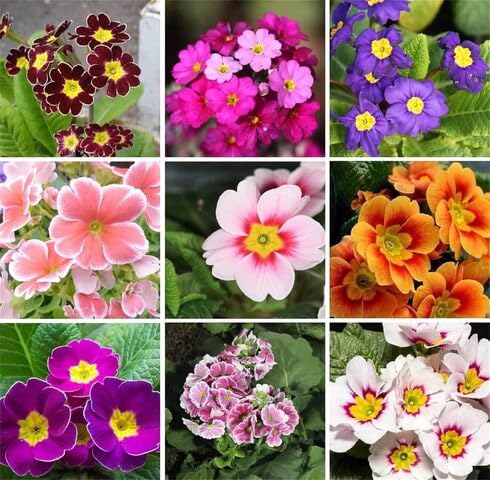 mixed primrose flower seeds